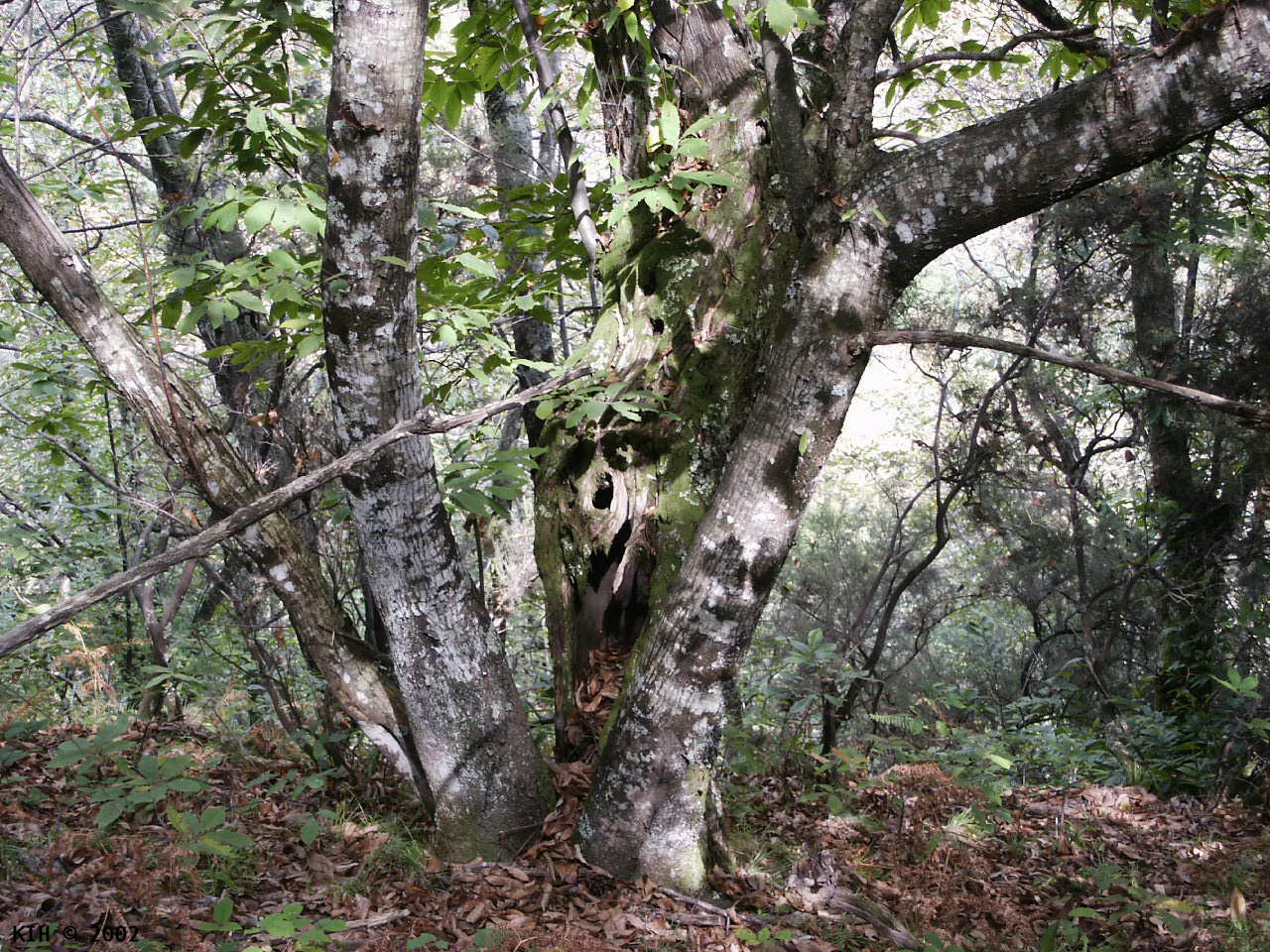 Chestnut Wood [I 2002]   KIH